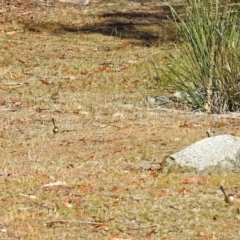 Malurus cyaneus at Tennent, ACT - 27 May 2018