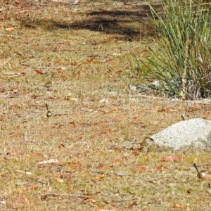 Malurus cyaneus at Tennent, ACT - 27 May 2018