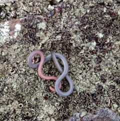 Aprasia parapulchella (Pink-tailed Worm-lizard) at Lake George, NSW - 27 May 2018 by MPennay