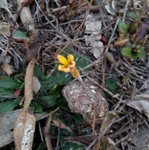 Goodenia hederacea at Lake George, NSW - 27 May 2018 04:55 PM