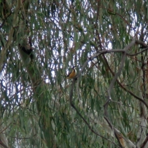 Acanthorhynchus tenuirostris at Macarthur, ACT - 27 May 2018 02:36 PM