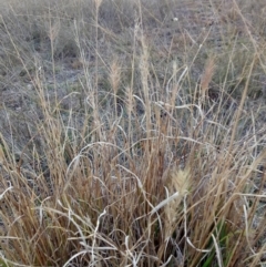 Cenchrus purpurascens (Swamp Foxtail) at Lake George, NSW - 27 May 2018 by MPennay