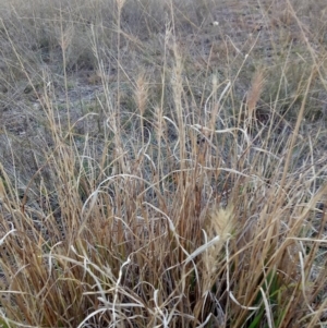 Cenchrus purpurascens at Lake George, NSW - 27 May 2018