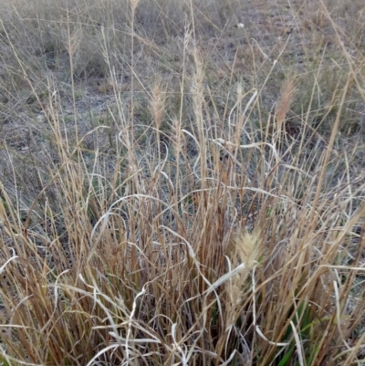 Cenchrus purpurascens (Swamp Foxtail) at Lake George, NSW - 27 May 2018 by MPennay