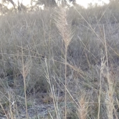 Cenchrus purpurascens at Lake George, NSW - 27 May 2018