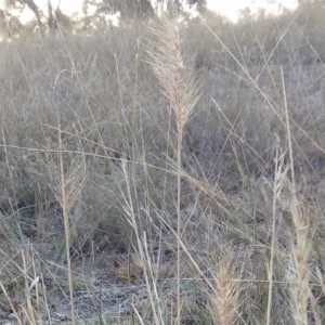 Cenchrus purpurascens at Lake George, NSW - 27 May 2018