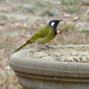 Nesoptilotis leucotis at Macarthur, ACT - 27 May 2018 02:35 PM