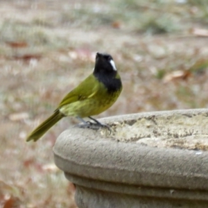 Nesoptilotis leucotis at Macarthur, ACT - 27 May 2018