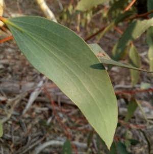 Eucalyptus pauciflora subsp. pauciflora at Gundaroo, NSW - 27 May 2018