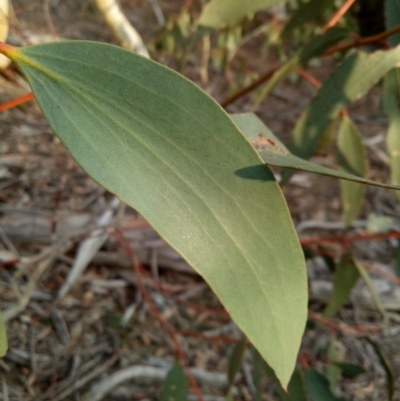 Eucalyptus pauciflora subsp. pauciflora (White Sally, Snow Gum) at Gundaroo, NSW - 27 May 2018 by MPennay