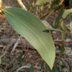 Eucalyptus pauciflora subsp. pauciflora (White Sally, Snow Gum) at Gundaroo, NSW - 27 May 2018 by MPennay