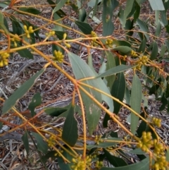 Eucalyptus pauciflora subsp. pauciflora at Gundaroo, NSW - 27 May 2018 04:19 PM