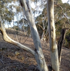Eucalyptus pauciflora subsp. pauciflora at Gundaroo, NSW - 27 May 2018