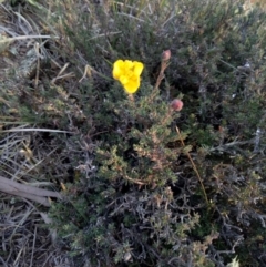 Hibbertia sp. (Guinea Flower) at Lake George, NSW - 27 May 2018 by MPennay