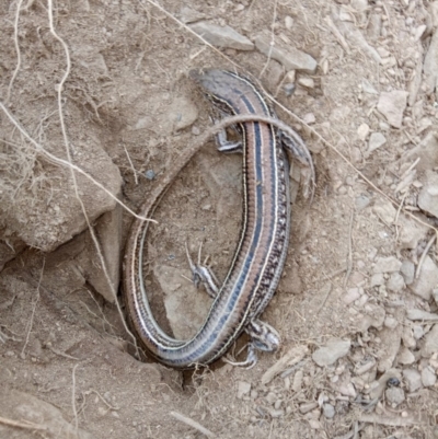 Ctenotus robustus (Robust Striped-skink) at Gundaroo, NSW - 27 May 2018 by MPennay