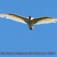 Threskiornis molucca (Australian White Ibis) at Jervis Bay National Park - 17 Nov 2017 by CharlesDove