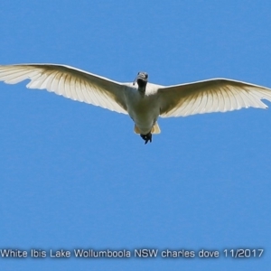 Threskiornis molucca at Jervis Bay National Park - 17 Nov 2017