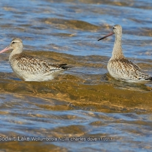 Limosa lapponica at Jervis Bay National Park - 15 Nov 2017 12:00 AM