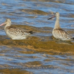 Limosa lapponica (Bar-tailed Godwit) at Jervis Bay National Park - 14 Nov 2017 by Charles Dove