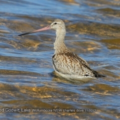 Limosa lapponica at Jervis Bay National Park - 15 Nov 2017 12:00 AM