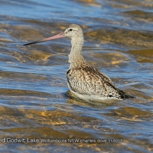 Limosa lapponica at Jervis Bay National Park - 15 Nov 2017 12:00 AM