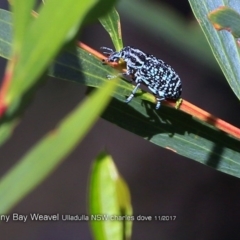 Chrysolopus spectabilis (Botany Bay Weevil) at Undefined - 10 Nov 2017 by CharlesDove