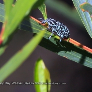 Chrysolopus spectabilis at undefined - 10 Nov 2017 12:00 AM