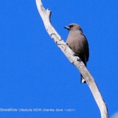 Artamus cyanopterus (Dusky Woodswallow) at Undefined - 10 Nov 2017 by CharlesDove