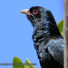 Eudynamys orientalis (Pacific Koel) at Undefined - 7 Nov 2017 by CharlesDove
