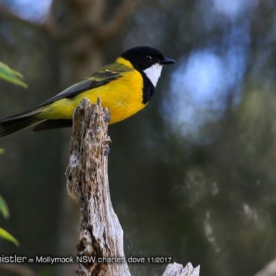 Pachycephala pectoralis (Golden Whistler) at Undefined - 7 Nov 2017 by CharlesDove