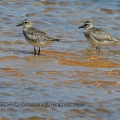 Pluvialis squatarola (Grey Plover) at Jervis Bay National Park - 8 Nov 2017 by CharlesDove