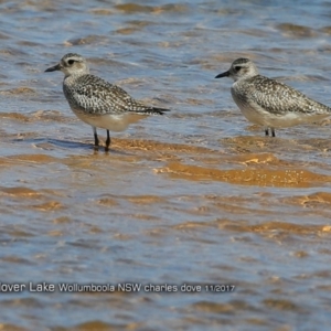 Pluvialis squatarola at Jervis Bay National Park - 8 Nov 2017 12:00 AM