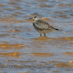 Pluvialis squatarola at Jervis Bay National Park - 8 Nov 2017 12:00 AM