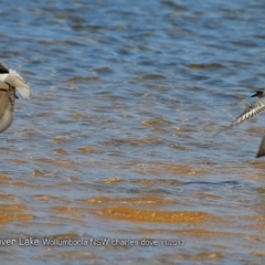 Pluvialis squatarola at Jervis Bay National Park - 8 Nov 2017 12:00 AM