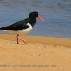 Haematopus longirostris (Australian Pied Oystercatcher) at Jervis Bay National Park - 8 Nov 2017 by CharlesDove