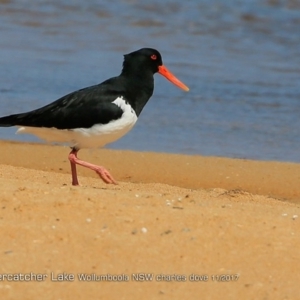 Haematopus longirostris at Jervis Bay National Park - suppressed