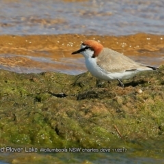 Charadrius ruficapillus (Red-capped Plover) at Jervis Bay National Park - 7 Nov 2017 by Charles Dove