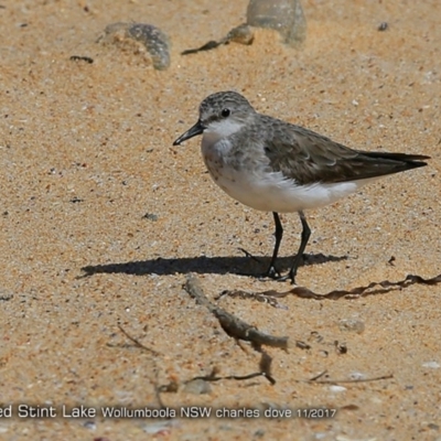 Calidris ruficollis (Red-necked Stint) at Jervis Bay National Park - 8 Nov 2017 by CharlesDove