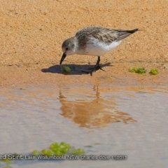 Calidris ruficollis at Jervis Bay National Park - 8 Nov 2017 12:00 AM