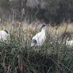 Threskiornis molucca (Australian White Ibis) at Belconnen, ACT - 27 May 2018 by AlisonMilton