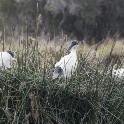 Threskiornis molucca (Australian White Ibis) at Belconnen, ACT - 27 May 2018 by Alison Milton