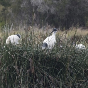 Threskiornis molucca at Belconnen, ACT - 27 May 2018