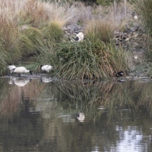 Threskiornis molucca at Belconnen, ACT - 27 May 2018