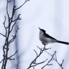 Myiagra inquieta at Michelago, NSW - 13 May 2018 05:51 PM