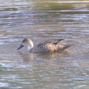 Anas gracilis at Bonython, ACT - 26 May 2018