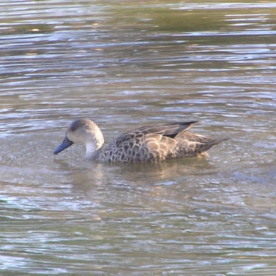 Anas gracilis (Grey Teal) at Bonython, ACT - 26 May 2018 by MatthewFrawley