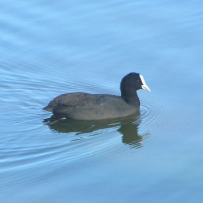 Fulica atra (Eurasian Coot) at Gordon, ACT - 26 May 2018 by MatthewFrawley