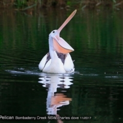 Pelecanus conspicillatus (Australian Pelican) at Undefined - 3 Nov 2017 by CharlesDove