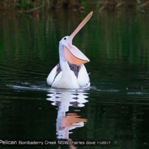 Pelecanus conspicillatus at undefined - 3 Nov 2017 12:00 AM