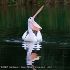 Pelecanus conspicillatus (Australian Pelican) at Undefined - 2 Nov 2017 by Charles Dove